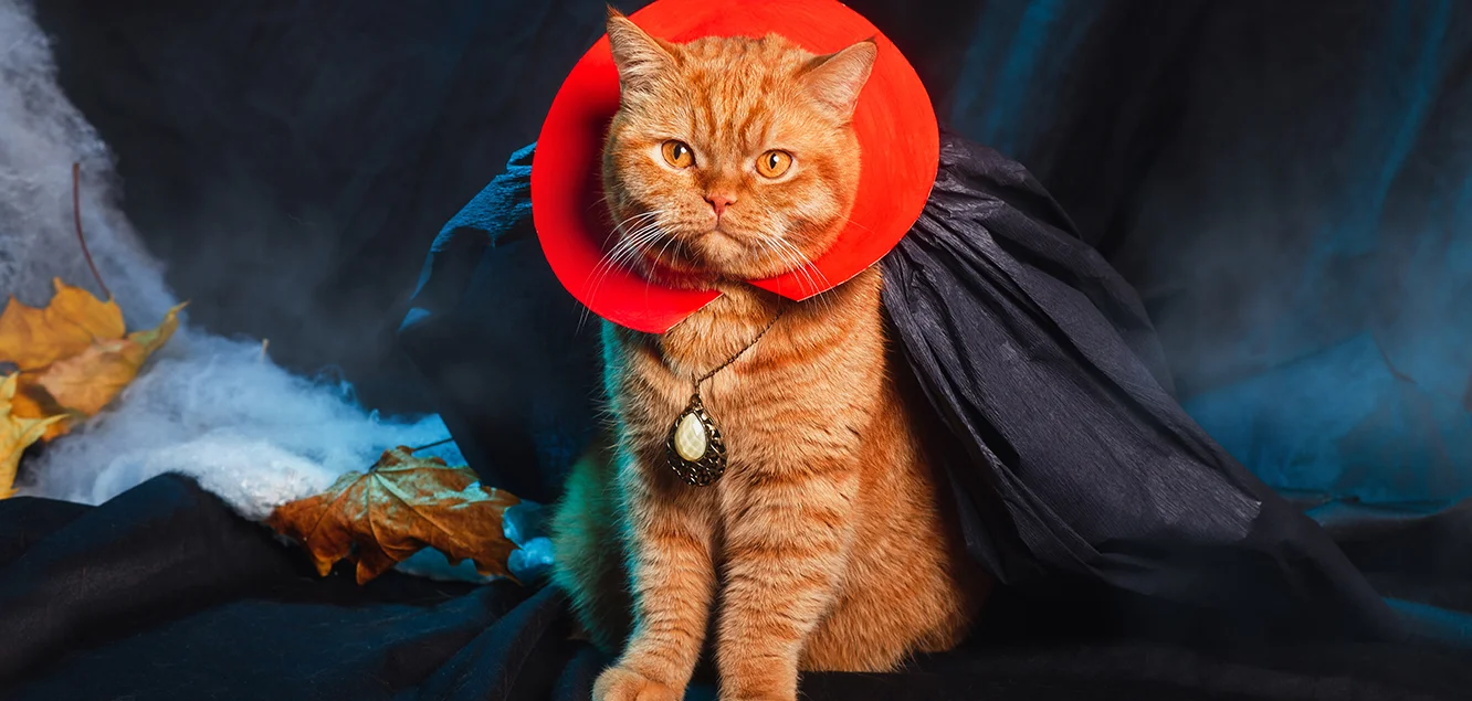 3 Costume Ideas for a Happy Halloween